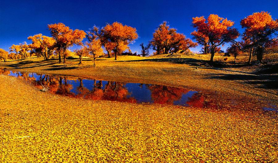 tarim_poplar-1