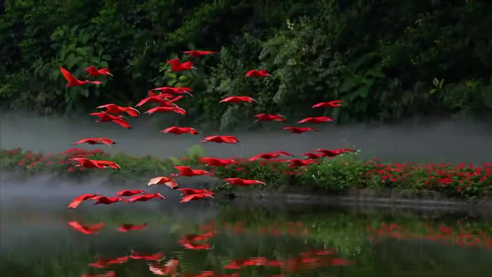 A flock of red-crowned cranes