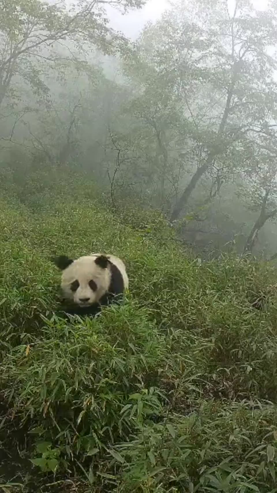 Giant Panda in Nature